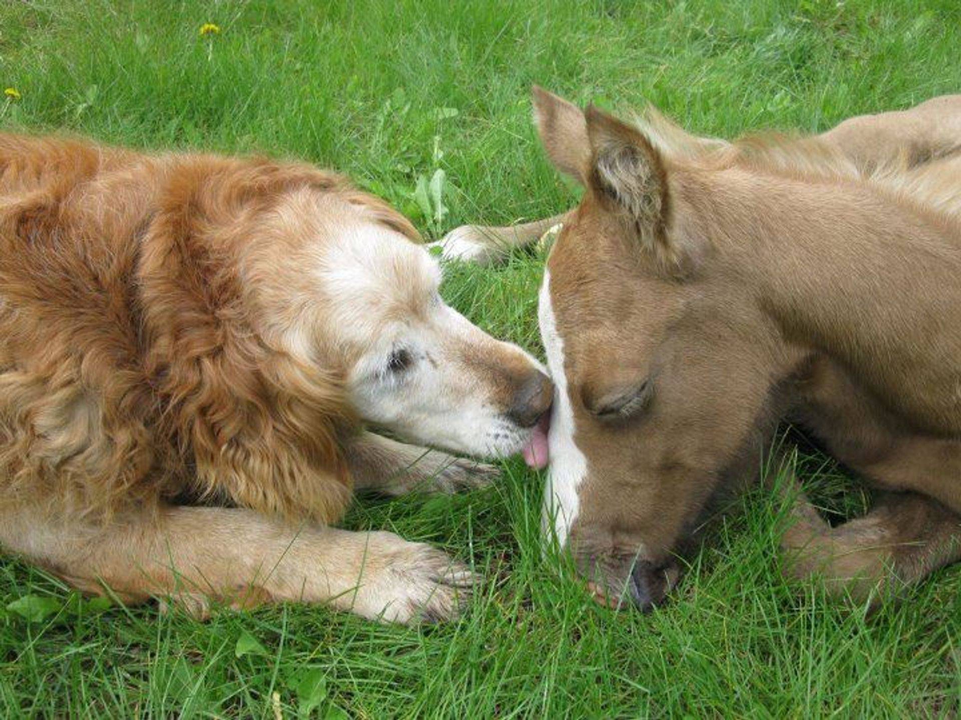 Seven Mile Farm Foal