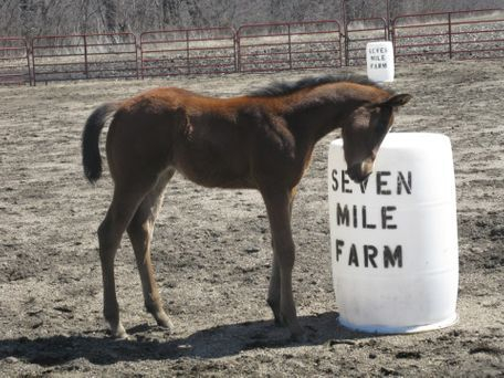 Teri Spence Seven Mile Farm
